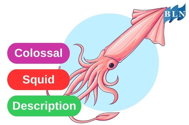 Colossal Squid Description